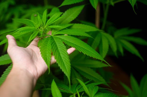 Medical Marijuana Facts